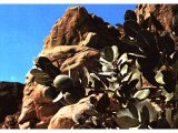This bush is called the `Vine of Sodom` (see Deut.32:32) because the fruit looks lush but it has no flesh to eat. The bush is found on the shores of the Dead Sea.